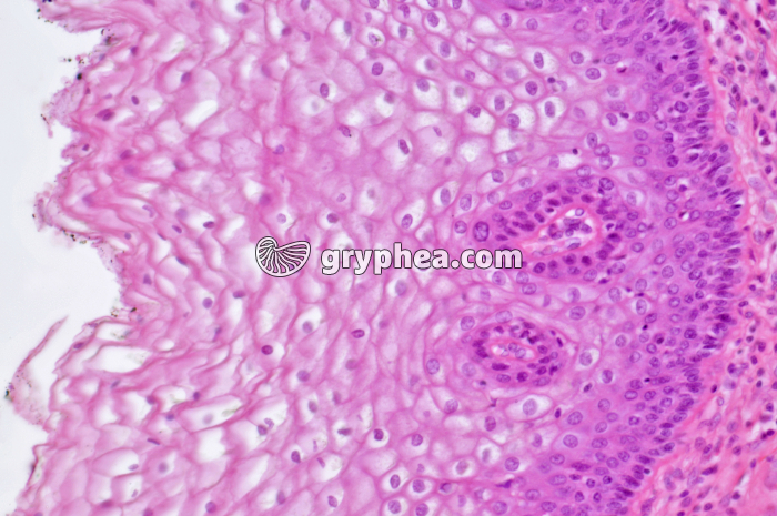 Muqueuse vaginale x100 - gryphea.com